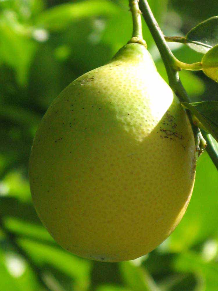            Fruit (Winter Haven, FL)   